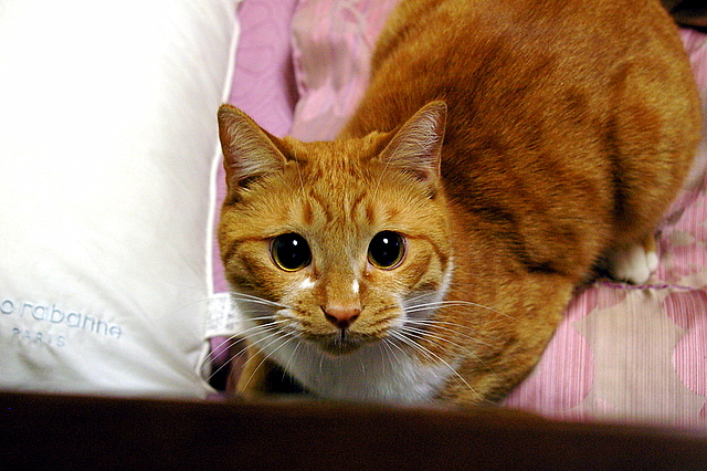 집중하고 있는 레미!